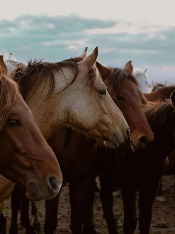 Shescape The Exclusive Retreats for Women